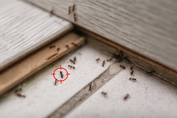 Flea Control Services in Lumberton, TX