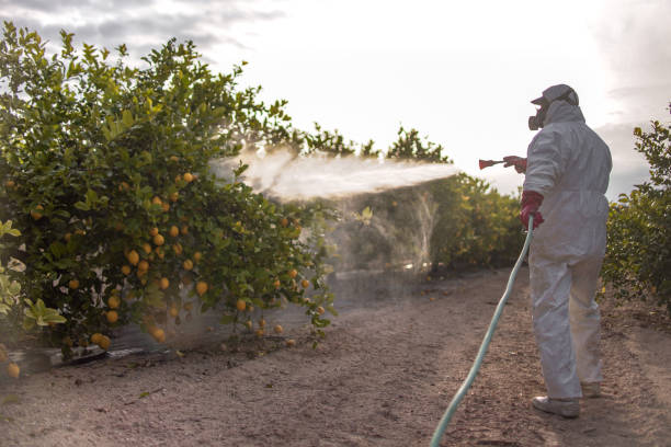 Best Pest Removal Services  in Lumberton, TX