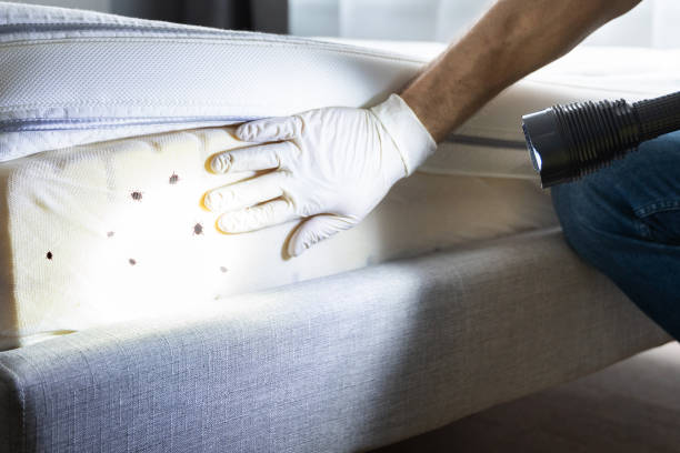 Trusted Lumberton, TX Pest Control Experts
