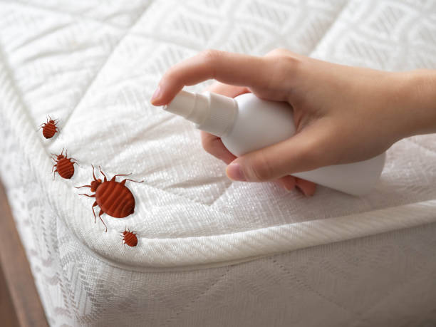 Best Emergency Pest Control  in Lumberton, TX