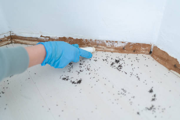 Wasp Removal Services in Lumberton, TX